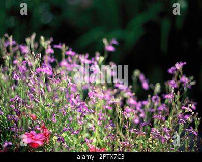 England. Somerset. Garten. Zarte, langstielige, lila Blumen. (Lobelia Erinus). Stockfoto