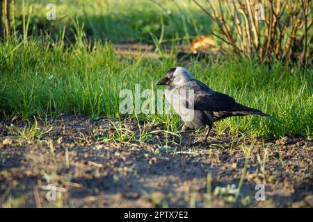 Die Dohle, ein Rabenvogel Stockfoto