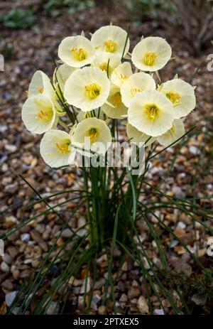 Petticoat Narzissen (Narcissus bulbocodium), gelbe Blüten, die in einem Steingarten mit Kiesbasis wachsen Stockfoto