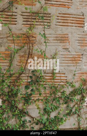 Ficus pumila an der alten Backsteinmauer, die populär neben der Wand platziert wurde Stockfoto