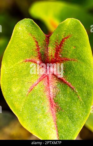 Nahaufnahme der Caladiumblätter mit violetter Vene und Rot auf Grün. Tropische Blätter. Exotische Pflanzen: Caladium, Fatsia, Calathea, Alocasia, Howea, Stockfoto