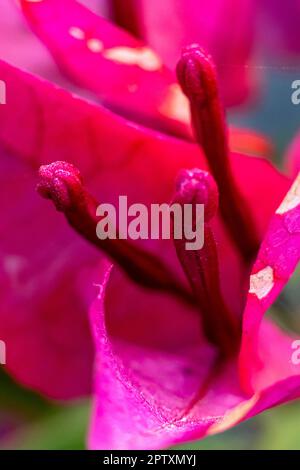 Nahaufnahme- und Hochformatansicht der Papierblume. Bougainvillea-Blume, die den Spitznamen Papierblume trägt, weil die Blütenblätter sehr dünn sind und wie Pap aussehen Stockfoto