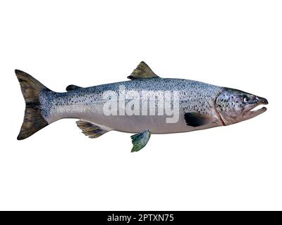 Im Nordatlantik leben die Lachsfische des Atlantiks in Schulen und paaren sich in Flüssen. Stockfoto