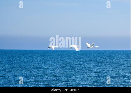 Drei stumme Schwäne im Flug über die Ostsee. Weißes Gefieder bei den großen Vögeln. Tierfoto in der Natur Stockfoto