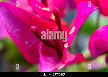 Unschärfe-Effekt auf rosafarbene Bougaivillea-Blume und Baumzusammenfassung. Ein exotischer, lila Bougainvillea-Baum. Bougainvillea Blume, Paperflower, Stockfoto