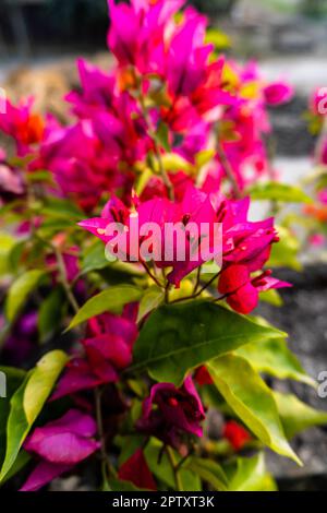 Bougainvillea-Blume, die den Spitznamen Papierblume trägt, weil die Blütenblätter sehr dünn sind und wie Papier aussehen. Porträtblick auf farbenfrohe Bougainvillea Stockfoto