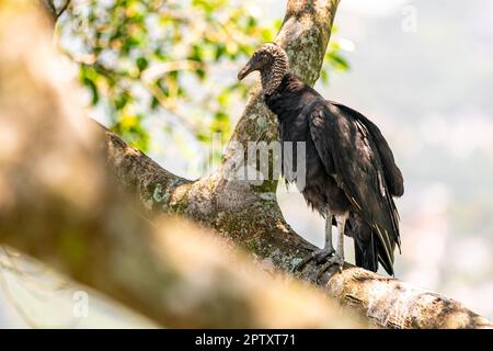 condor sitzt auf einem Ast auf einem Felsen. Stockfoto