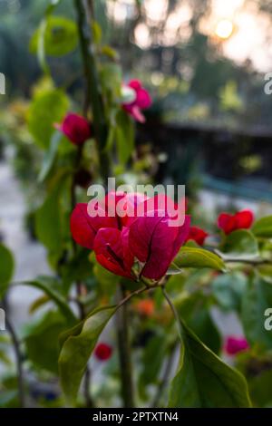 Farbenfroher Bougainvillea-Baum in Blüte isoliert auf unscharfem Hintergrund. Unschärfe-Effekt auf rosafarbene Bougaivillea-Blume und Baumzusammenfassung. Ein exotischer lila Bougai Stockfoto