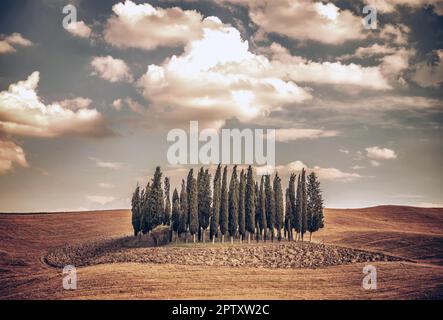 Malerische Landschaft, mehrere einsame Bäume auf einem trockenen Feld, Schönheit der herbstlichen Natur, toskanische Landschaft. Italien Stockfoto