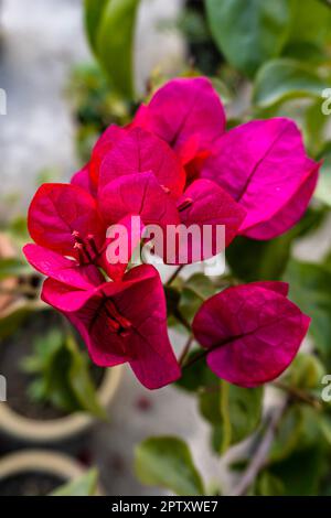 Porträtansicht eines bunten Bougainvillea-Baumes in Blüte isoliert auf unscharfem Hintergrund. Unschärfe-Effekt auf rosafarbene Bougaivillea-Blume und Baumzusammenfassung. Stockfoto