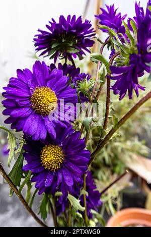 Violette Chrysanthemen blühen im Garten. Ein Strauß wunderschöner Chrysanthemen, isoliert im Freien. Porträtblick auf lila Chrysanth Stockfoto