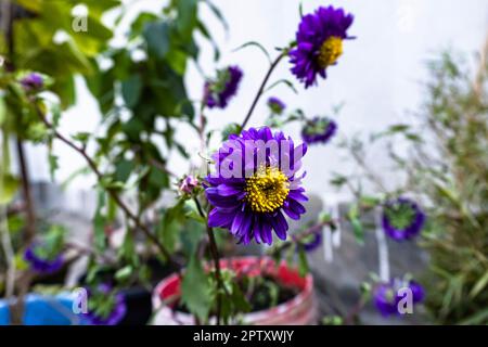 Wunderschöne Chrysanthemen Blumen blühen im Garten am Frühlingstag. Violette Chrysanthemen-Blütenknospe. Lila Chrysanthemen Blütenknospe im garten Stockfoto