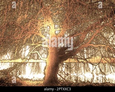 Kunst, Seeszene, Baum beleuchtet von der frühen Abendsonne/Morgensonne, goldene Stunden Reflexionen über Wasser, Romantik, Buchbezug, Wald, Wald Stockfoto