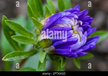 Nahaufnahme der violetten Chrysanthemum-Blütenknospe. Violette Chrysanthemen Blütenknospen im Garten. Ein Strauß mit schönen Chrysanthemen-Blütenknospen Stockfoto