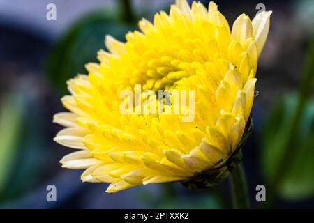 Nahaufnahme der Blume des gelben Chrysanthemums. Chrysanthemen im Garten. Ein Strauß wunderschöner Chrysanthemen im Freien. Stockfoto