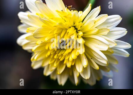 Weißes und gelbes Chrysanthemum, das Sandwich öffnet. Wunderschöne Chrysanthemen Blumen blühen im Garten am Frühlingstag. Cape Cod, Massachusetts Stockfoto