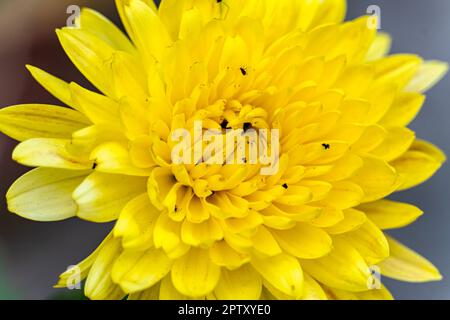 Großpackung mit gelbem Kopf, Chrysanthemum, das Sandwich öffnet. Wunderschöne Chrysanthemen Blumen blühen im Garten am Frühlingstag. Cape Cod, Massachusetts Stockfoto