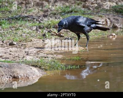 Aaskrähe (Corvus corone) mit einer europäischen Kröte (Bufo bufo), die sie während der Laichsaison in einem Teich gefangen hat, Forest of Dean, Gloucs, Vereinigtes Königreich, März. Stockfoto