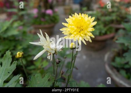 Chrysanthemen im Garten. Ein Strauß wunderschöner Chrysanthemen im Freien. Gelbe Chrysanthemen-Blume Stockfoto
