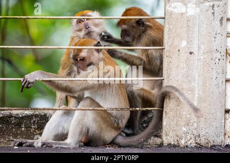 Eine Familie von Langschwanzmakaken ruht sich aus und pflegt sich gegenseitig, während sie auf einer Brücke über einen Mangrovenfluss in Singapur sitzen Stockfoto