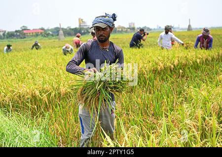 Bangladescher Bauern, die am 28. April 2023 in Saver in Dhaka, Bangladesch, Rohreis nach der Ernte schneiden und sammeln. Die vorherrschende Futterpflanze in Bangladesch ist Reis. Auf den Reissektor entfällt die Hälfte des landwirtschaftlichen BIP und ein Sechstel des Nationaleinkommens in Bangladesch. Fast alle 13 Millionen Bauernfamilien des Landes bauen Reis an. Reis wird auf rund 10,5 Millionen Hektar angebaut, die in den letzten drei Jahrzehnten nahezu stabil geblieben sind. Rund 75 % der gesamten Kulturfläche und über 80 % der gesamten bewässerten Fläche werden auf Reis angebaut. So spielt Reis eine entscheidende Rolle für den Lebensunterhalt der Menschen Stockfoto