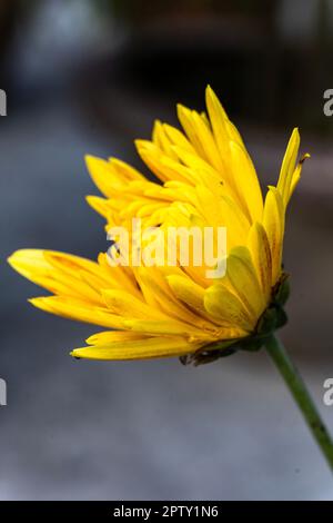 Porträt mit gelbem Chrysanthemum, das sich zum Sandwich öffnet. Wunderschöne Chrysanthemen Blumen blühen im Garten am Frühlingstag. Cape Cod, Massachusetts Stockfoto