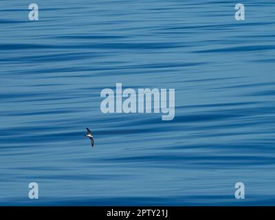 Weißnacken-Petrel, Pterodroma cervicalis, eine Seevögel, die im südpazifik gefunden wurde Stockfoto