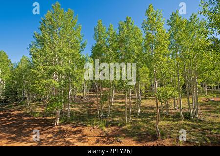 Farbenfrohes Aspen auf einem Bergrücken im Dixie National Forest in Utah Stockfoto