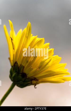 Blühende gelbe Chrysanthemen hellgelbe Blüten auf isoliertem, verschwommenem Hintergrund. Große zackige Blume für Chrysanthemmmuster in Blumen Stockfoto