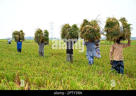 Die Bauern in Bangladesch haben am 28. April 2023 in Saver in Dhaka, Bangladesch, Päckchen geerntet. Die vorherrschende Futterpflanze in Bangladesch ist Reis. Auf den Reissektor entfällt die Hälfte des landwirtschaftlichen BIP und ein Sechstel des Nationaleinkommens in Bangladesch. Fast alle 13 Millionen Bauernfamilien des Landes bauen Reis an. Reis wird auf rund 10,5 Millionen Hektar angebaut, die in den letzten drei Jahrzehnten nahezu stabil geblieben sind. Rund 75 % der gesamten Kulturfläche und über 80 % der gesamten bewässerten Fläche werden auf Reis angebaut. So spielt Reis eine entscheidende Rolle für den Lebensunterhalt der Bevölkerung von Ban Stockfoto