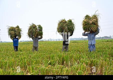 Die Bauern in Bangladesch haben am 28. April 2023 in Saver in Dhaka, Bangladesch, Päckchen geerntet. Die vorherrschende Futterpflanze in Bangladesch ist Reis. Auf den Reissektor entfällt die Hälfte des landwirtschaftlichen BIP und ein Sechstel des Nationaleinkommens in Bangladesch. Fast alle 13 Millionen Bauernfamilien des Landes bauen Reis an. Reis wird auf rund 10,5 Millionen Hektar angebaut, die in den letzten drei Jahrzehnten nahezu stabil geblieben sind. Rund 75 % der gesamten Kulturfläche und über 80 % der gesamten bewässerten Fläche werden auf Reis angebaut. So spielt Reis eine entscheidende Rolle für den Lebensunterhalt der Bevölkerung von Ban Stockfoto