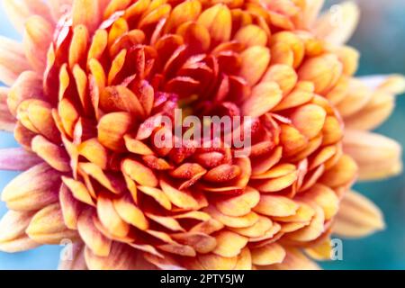 Chrysanthemmmuster im Blumenpark. Ein Haufen rosafarbener Chrysanthemen. Nahaufnahme einer gelben Chrysanthemen-Blume. Frisch und hell Stockfoto