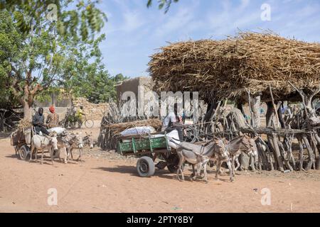 Eselkarren fahren über eine ländliche Dorfstraße in der Region Segou, Mali, Westafrika. 2022 Dürre und Hungerkrise in Mali. Stockfoto