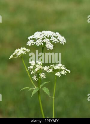 Giersch, Aegopodium podagraria, gehoert zu den Wildkräeutern und Wildgemuese. You is a Wildpflanze with weissen Bluetens. You is a want Heil Stockfoto