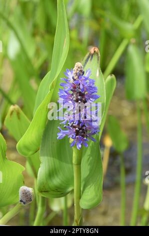 Hechtkraut, Pontederia cordata, ist eine Wasserpflanze mit blauem Blauen. Pikesweed, Pontederia cordata, ist eine Wasserpflanze mit blauen Blüten. Stockfoto