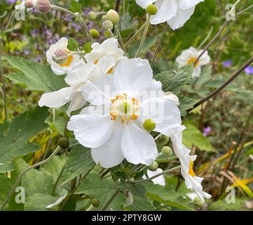 Herbst-Anemone, Anemone tomentosa bringt ansehnliche, rosafarbene Blueten von August bis September hervor. Herbst Anemone, Anemone Tomentosa produziert Stockfoto