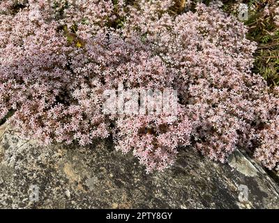 Weisser Mauerpfeffer, Sedum Album, ist eine Heil- und Steingartenpflanze mit weißen Bluten. White stonecrop, Sedum Album, ist ein medizinischer und Rock-Ga Stockfoto