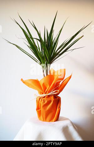 Dracaena, tropische Pflanze als Innenausstattung. Ein Geschenk in orangefarbenem Geschenkpapier auf einem Tisch mit einer weißen Serviette. Weißer Hintergrund. Dracaena oder Dracaenace Stockfoto