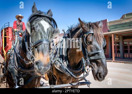 Zwei Kutschpferde, die früher eine Kutsche gezogen haben, im historischen Stadtzentrum von Tombstone, Arizona. Stockfoto