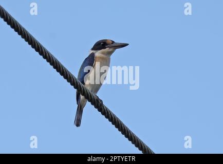 Forest Kingfisher (Todiramphus macleayii incinctus), Erwachsener, hoch oben auf der Stromleitung Südost-Queensland, Australien. März Stockfoto