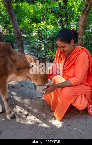 Indien, Uttarakhand, Rishikesh, Frau, die Kuh füttert. Stockfoto