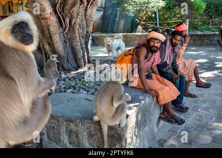 Indien, Uttarakhand, Rishikesh, Grauer Langur-Affe. (Semnopithecus priam Thersites) und Sadhus, heilige Männer. Stockfoto