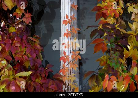 Im Herbst bunt leuchtende Blätter wilder Trauben. Liana parthenocissus im Herbst am Fenster eines Gebäudes Stockfoto