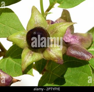 Tollkirsche, Atropa Bella-Donna, hat schwarze Beeren und ist eine Gift-und Heilpflanze. Tödlicher Nachtschatten, Atropa bella-Donna, hat schwarze Beeren und ich Stockfoto