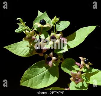 Tollkirsche, Atropa Bella-Donna, hat schwarze Beeren und ist eine Gift-und Heilpflanze. Tödlicher Nachtschatten, Atropa bella-Donna, hat schwarze Beeren und ich Stockfoto