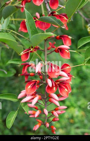 Wunderschöne frühlingsrosafarbene Blumen, umgeben von üppigem Grün. Stockfoto