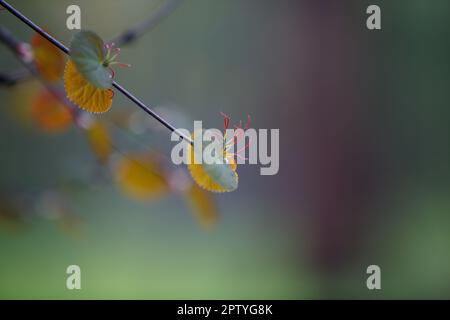 Cercidiphyllum magnéum. Ast mit jungen, orangefarbenen Frühlingsblättern. Sträucher auf unscharfem Hintergrund Stockfoto