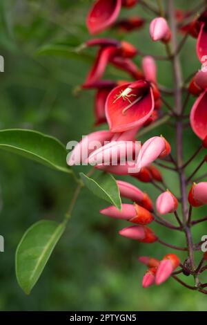 Wunderschöne frühlingsrosafarbene Blumen, umgeben von üppigem Grün. Stockfoto