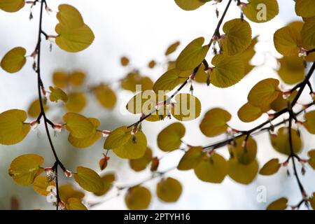 Cercidiphyllum magnéum. Strauchzweige mit jungen orangefarbenen Frühlingsblättern Stockfoto