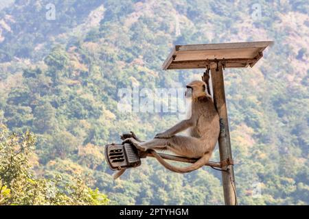 Indien, Uttarakhand, Rishikesh, Grauer Langur-Affe. (Semnopithecus priam Thersites ). Stockfoto